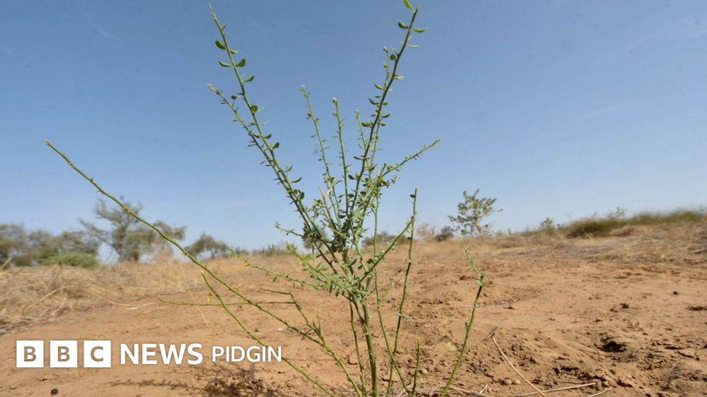Great Green Wall initiative Nigeria dey carry last BBC News Pidgin