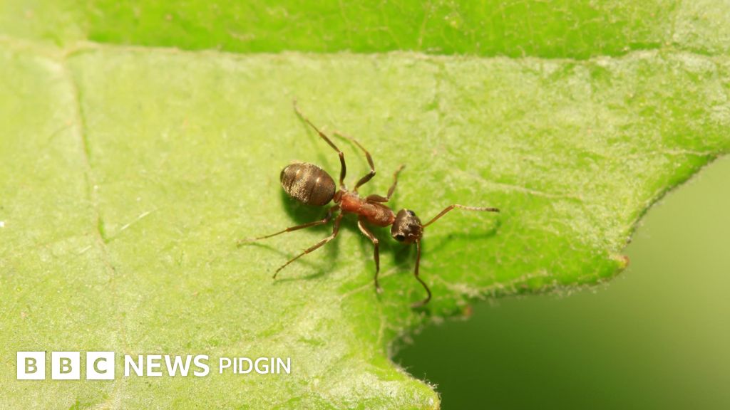 World Cancer Day: Ants no get nose but fit smell cancer, new study find ...