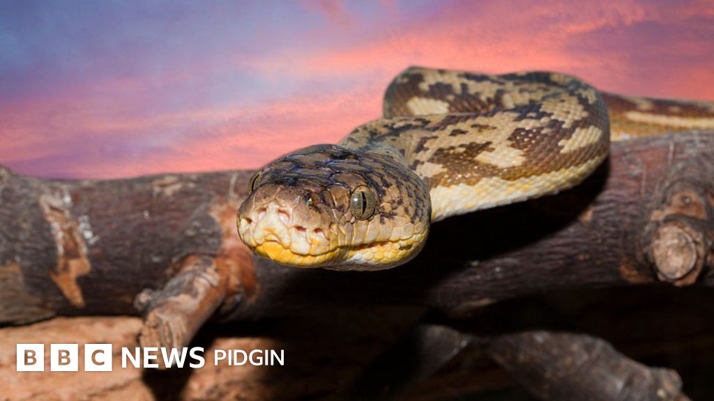 Report say dem find one Indonesian woman body inside python belle - BBC ...