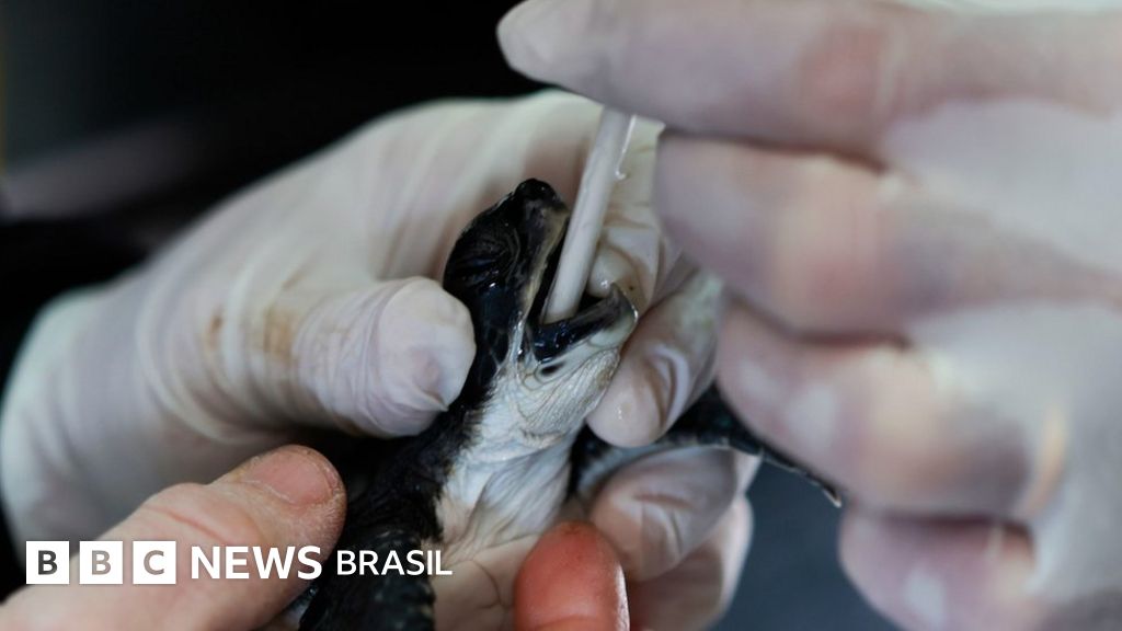 Por que Israel está usando maionese para salvar tartarugas atingidas por derramamento de óleo
