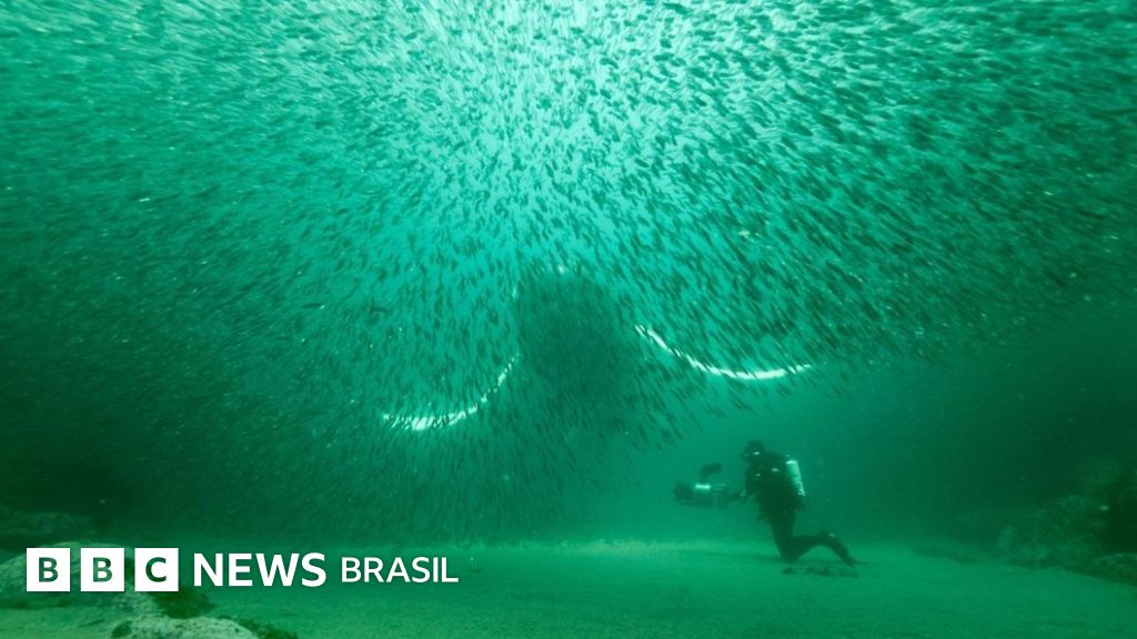 Os cientistas que tentam aprender a linguagem das baleias para conversar com alienígenas