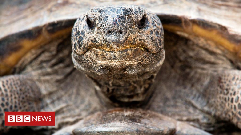 Como a vida selvagem sobrevive após incêndios florestais