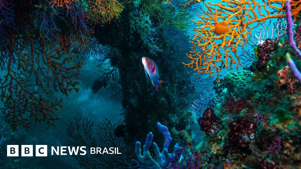Como é a 'Amazônia do fundo do mar', o habitat submarino mais diverso do planeta