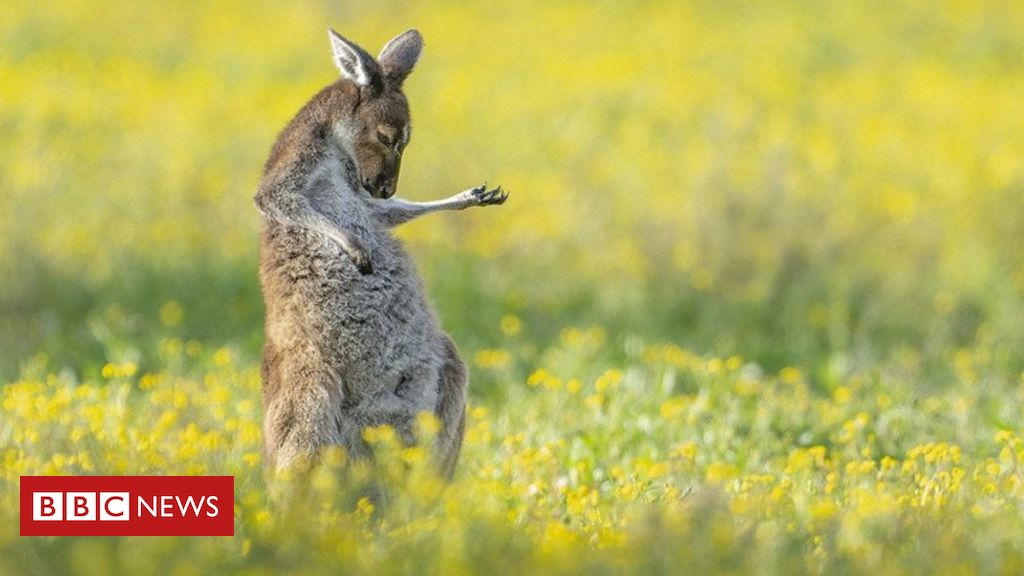 Veja imagem ganhadora de concurso que premia fotos mais engraçadas da vida  selvagem, Meio Ambiente