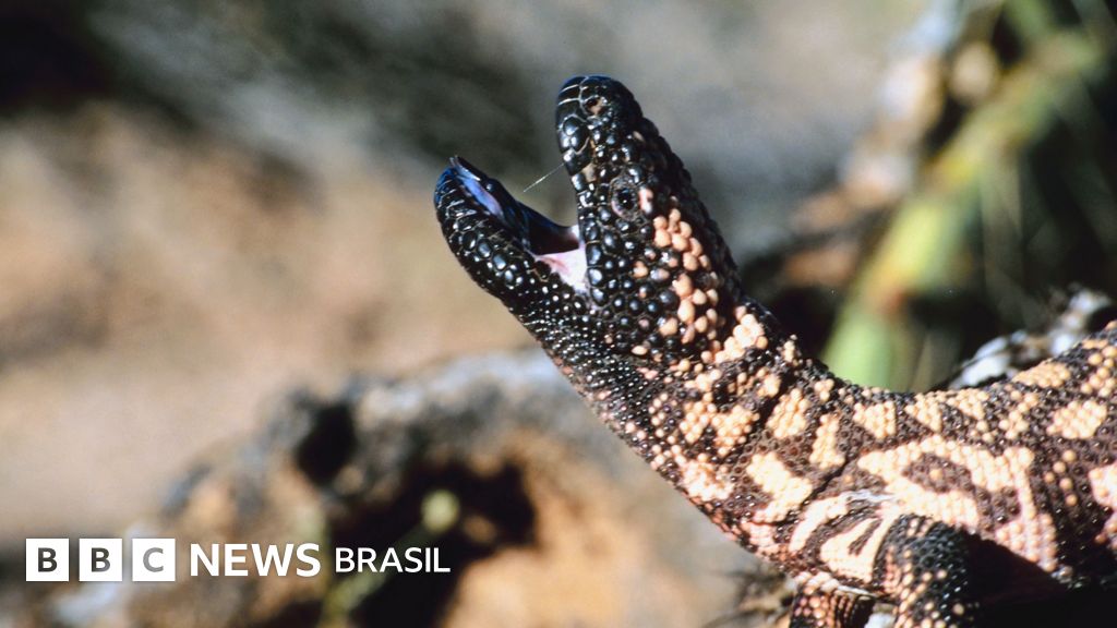 O monstro-de-gila, lagarto de digestão lenta que foi essencial na criação do Ozempic