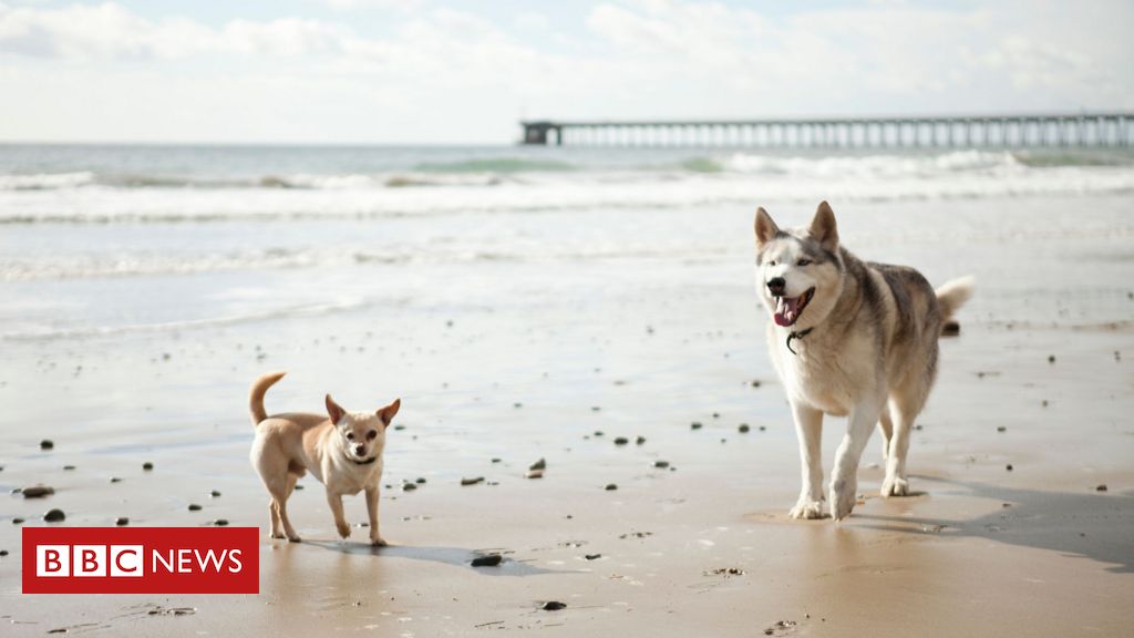 Cachorros grandes vivem menos? Novo estudo traz respostas