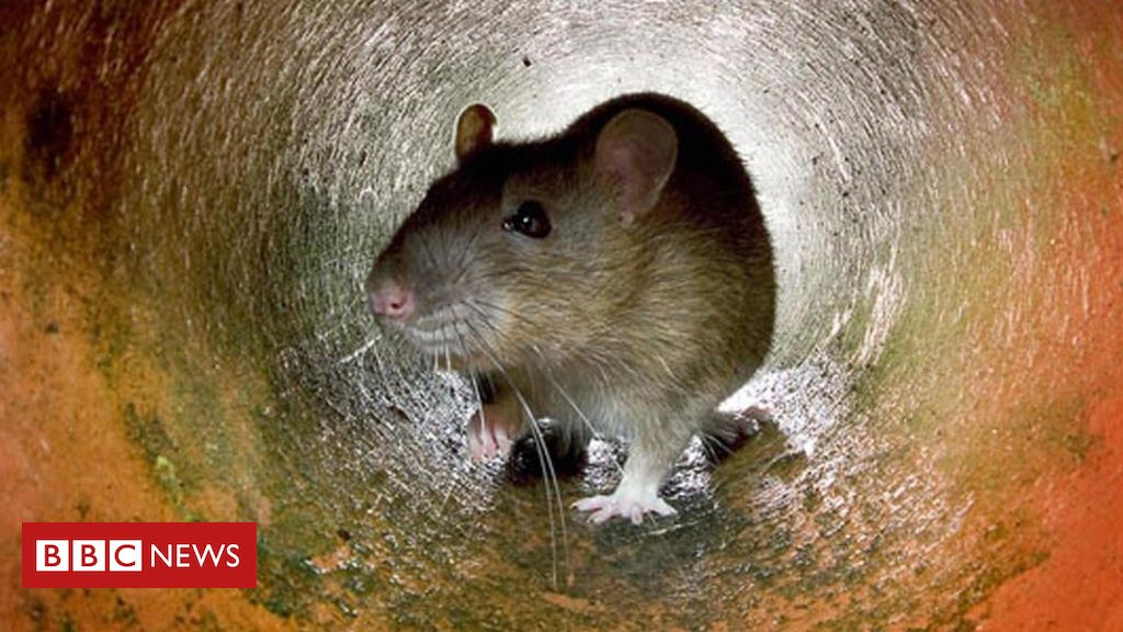 Maior roedor do mundo luta de forma surpreendente contra o câncer
