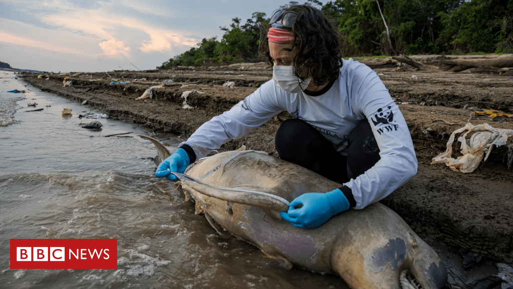 Tucuxi na lista vermelha: todos os botos de rio do mundo agora ameaçados