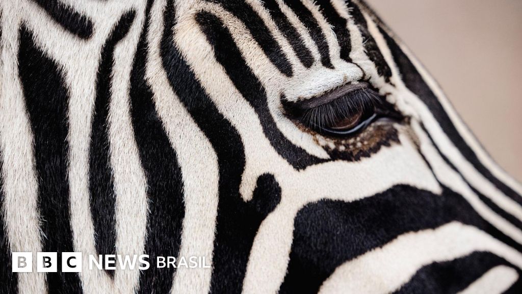 Por que zebras, pandas e outros animais são pretos e brancos?