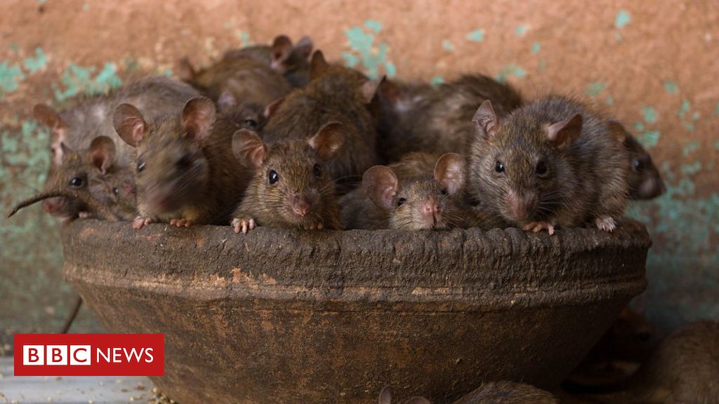 Homem encontra rato gigante no quintal de sua casa