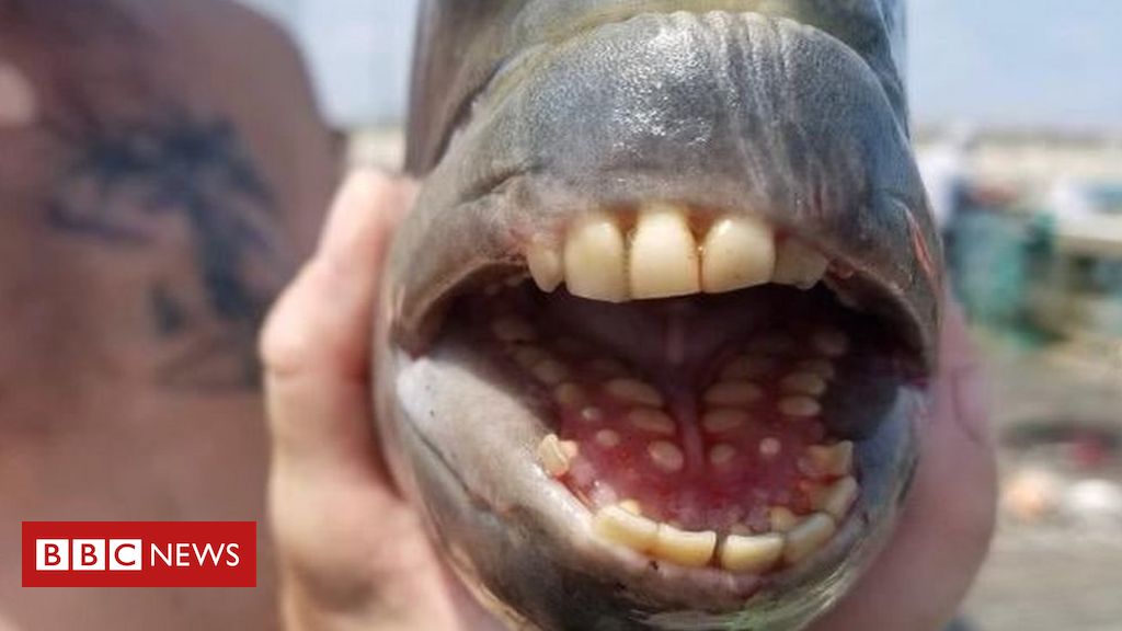 Peces con dientes “humanos” capturados en pesquerías estadounidenses