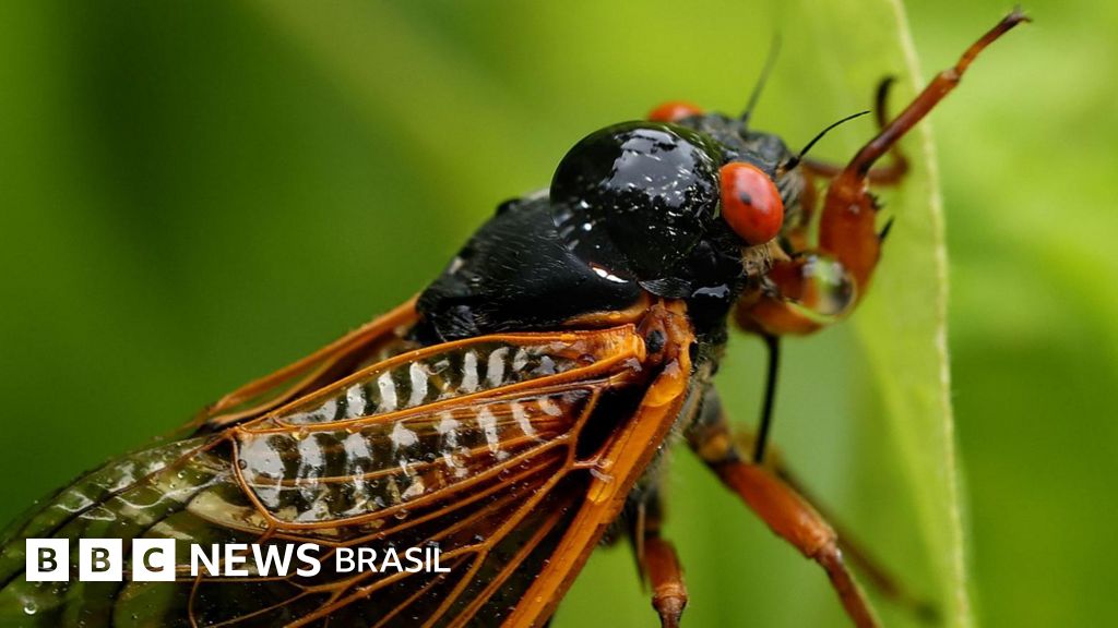 O megaenxame de cigarras que deve emergir pela 1ª vez em 200 anos nos EUA