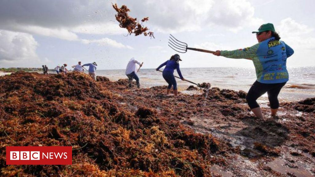 Los 9.000 km de algas en movimiento hacia el Caribe y Florida