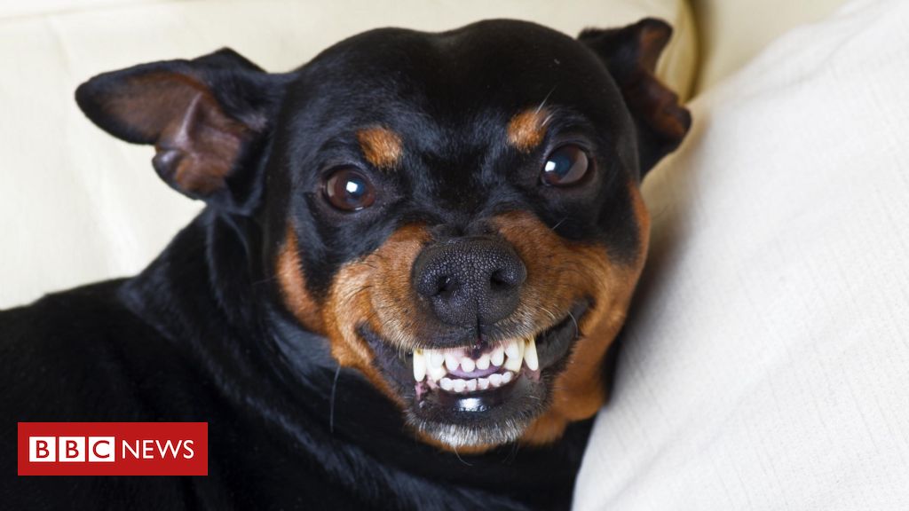 Maior cachorro do mundo morre aos 3 anos após diagnóstico de