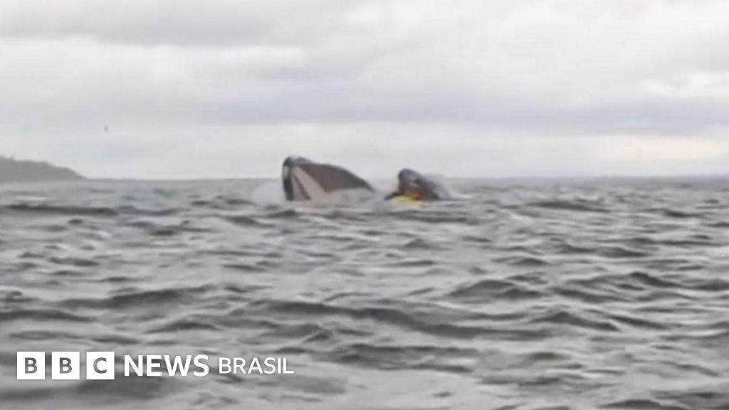 Jovem engolido por baleia conta como foi o susto: 'Me senti como Pinóquio'