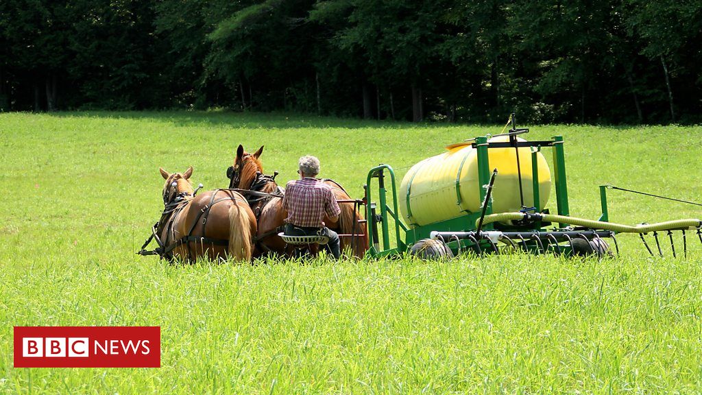 Por que agricultores dos EUA estão usando xixi em suas plantações