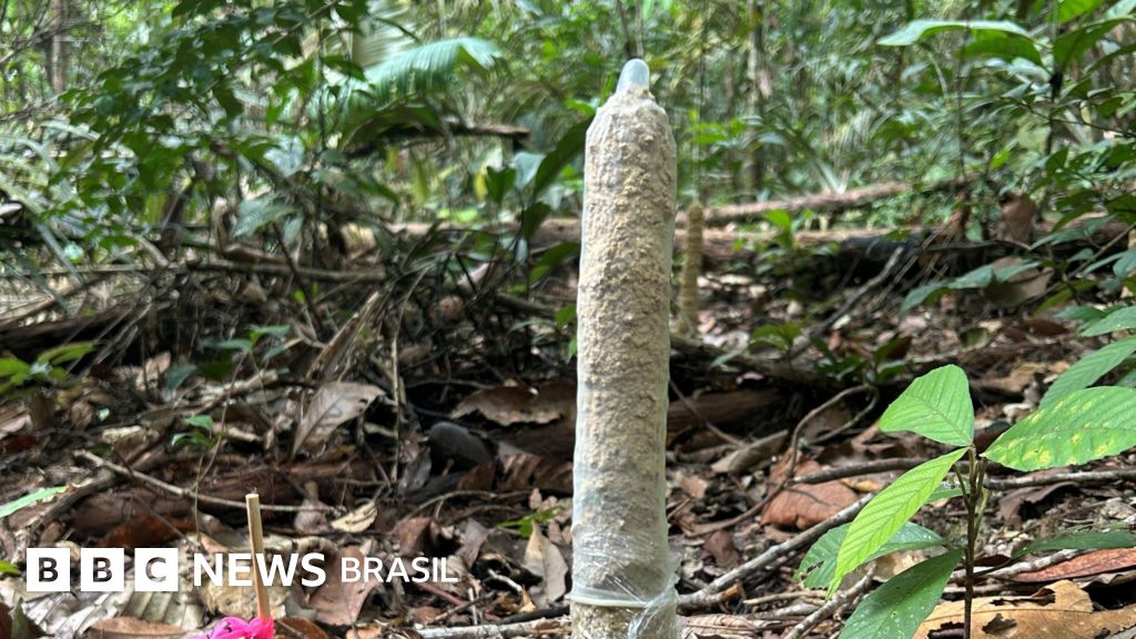 Como camisinhas ajudaram a estudar cigarras na Amazônia