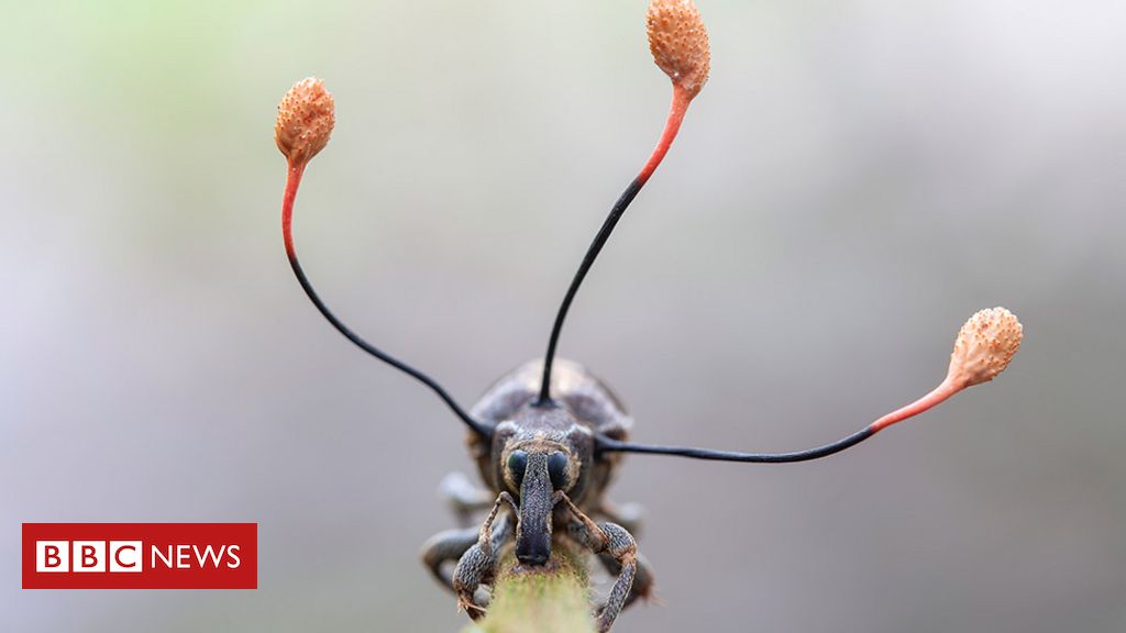 'Fungo zumbi' controlando besouro e outras fotos incríveis de concurso sobre vida animal