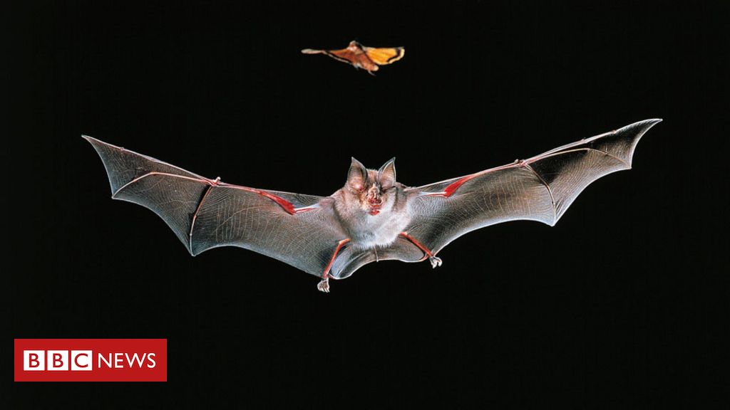 Por que os morcegos, considerados possível fonte do coronavírus ...