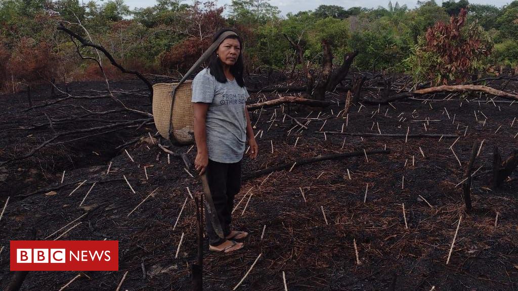 Seca no as deixa cidades isoladas e com escassez de alimento -  Amazônia Real