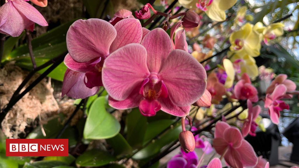 How orchids inspired Darwin — and provided warning signs of environmental degradation