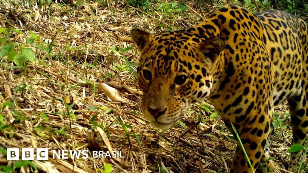 Onças-pintadas estão sendo 'expulsas' da Mata Atlântica pela ação humana, mostra estudo
