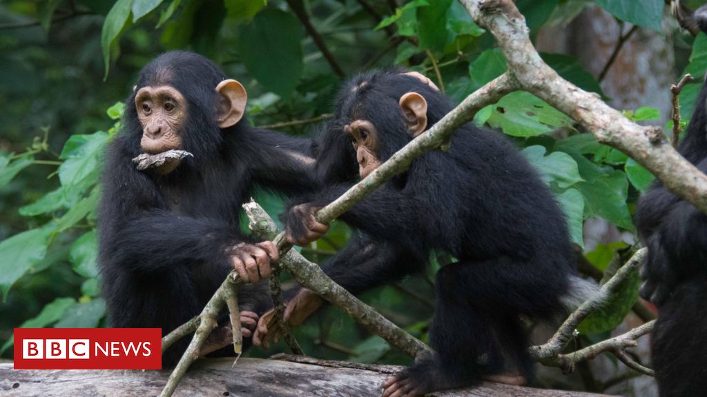 A incrível semelhança entre 'bate-papo' de chimpanzés e humanos