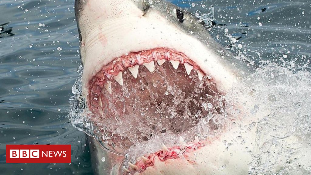 Baby Shark': 8 curiosidades por trás do vídeo que se tornou o mais visto da  história no  - BBC News Brasil