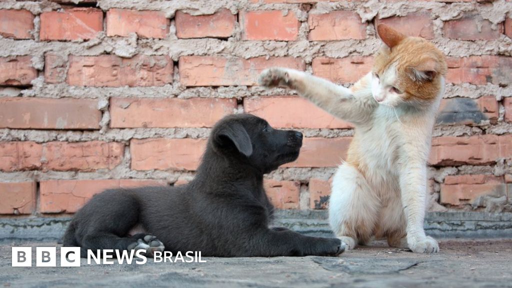 tipo 1 diabetes cura noticias cachorro 2020