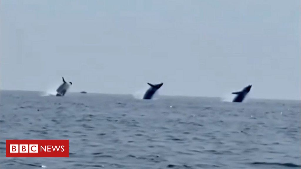 Assista ao momento raro em que três baleias fazem 'balé' no ar
