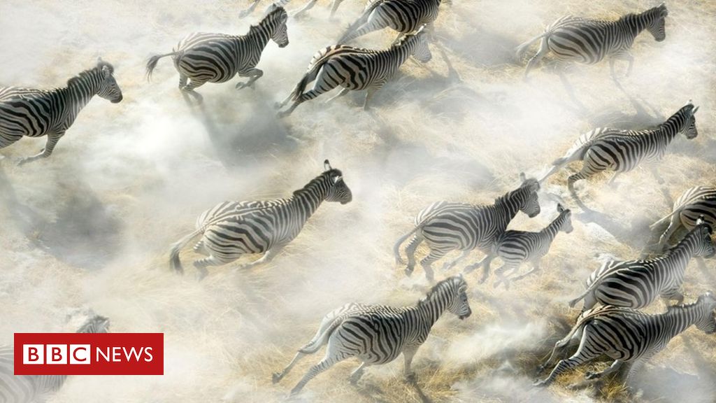 A zebra é um bicho preto com listras brancas ou branco com listras