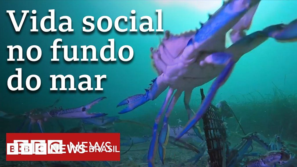 Frenesi submarino: câmera revela ataque de caranguejos a polvo e peixes