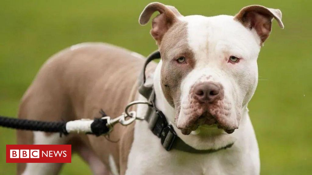 Pets: The dog was banned from the UK after a series of fatal attacks