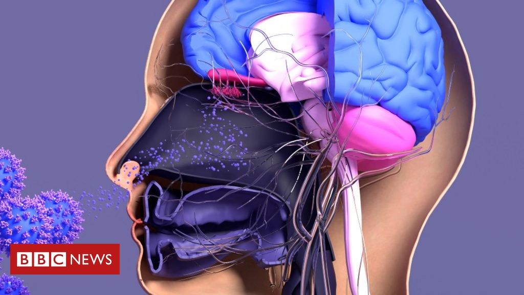 animazione del sistema nervoso simpatico