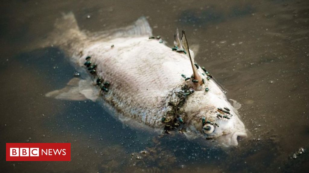 Das seltsame Auftauchen tausender toter Fische in Deutschland und Polen