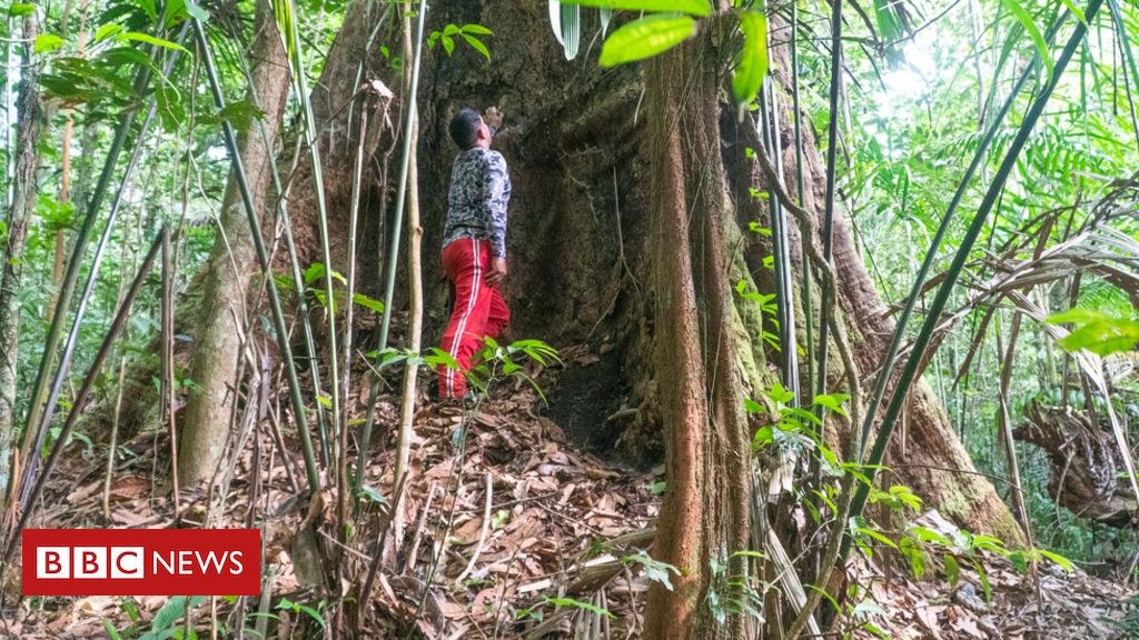 The tallest tree newly discovered in the Amazon and in danger of disappearing