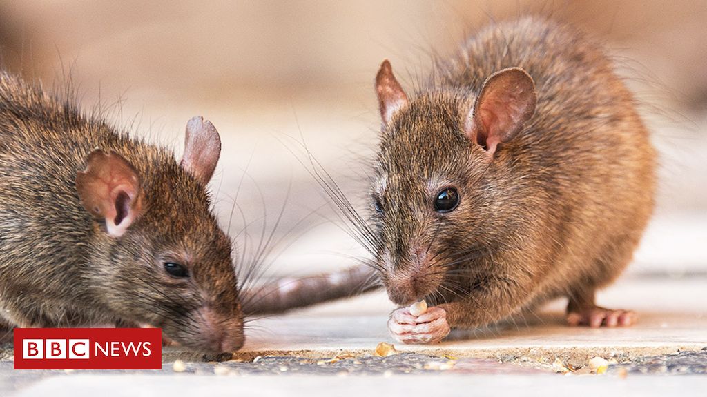 Invasão de ratos em Nova York abala imagem de recuperação depois da pandemia