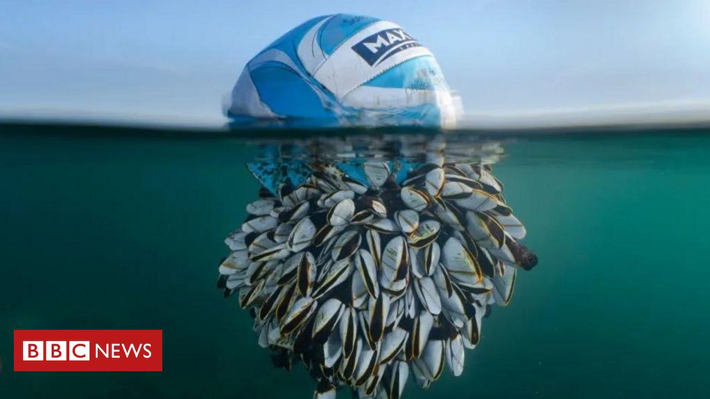 Bola tomada por cracas no mar vence prêmio de fotos de natureza; veja outras imagens