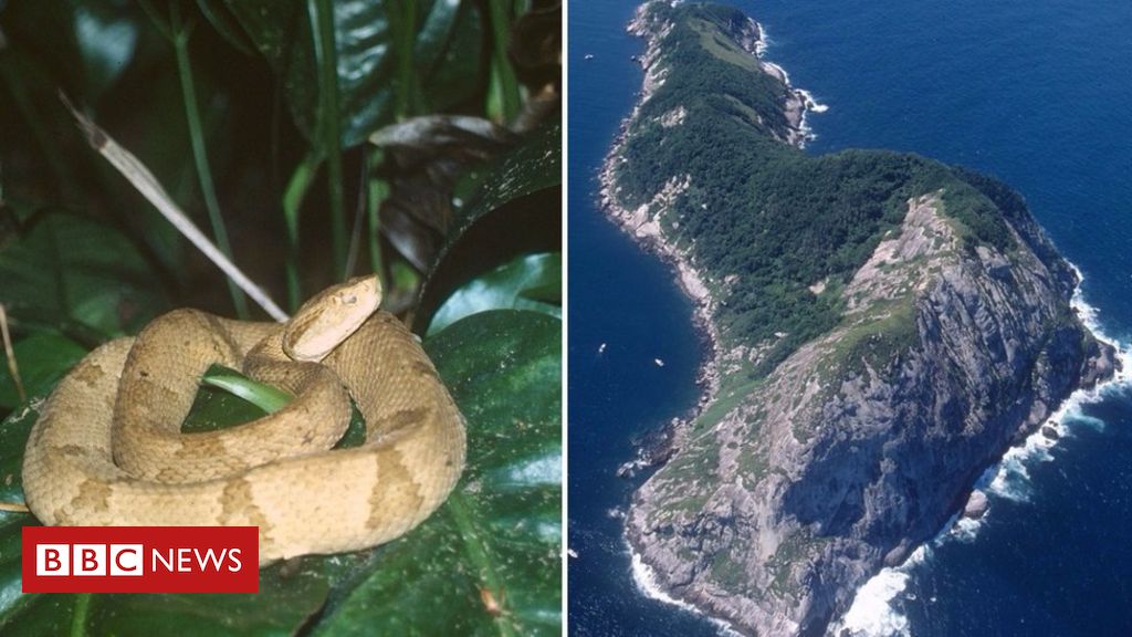 Ilha brasileira tem 2ª maior concentração de cobras no mundo - Nacional -  Estado de Minas