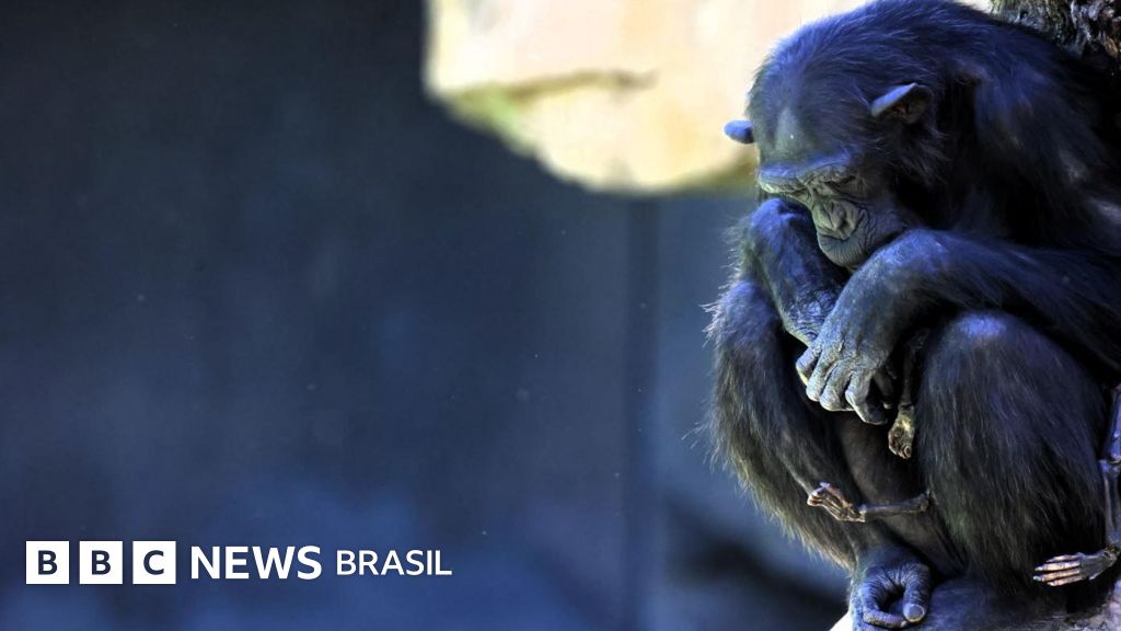 Chimpanzé em zoo da Espanha se recusa a soltar filhote que morreu há três meses