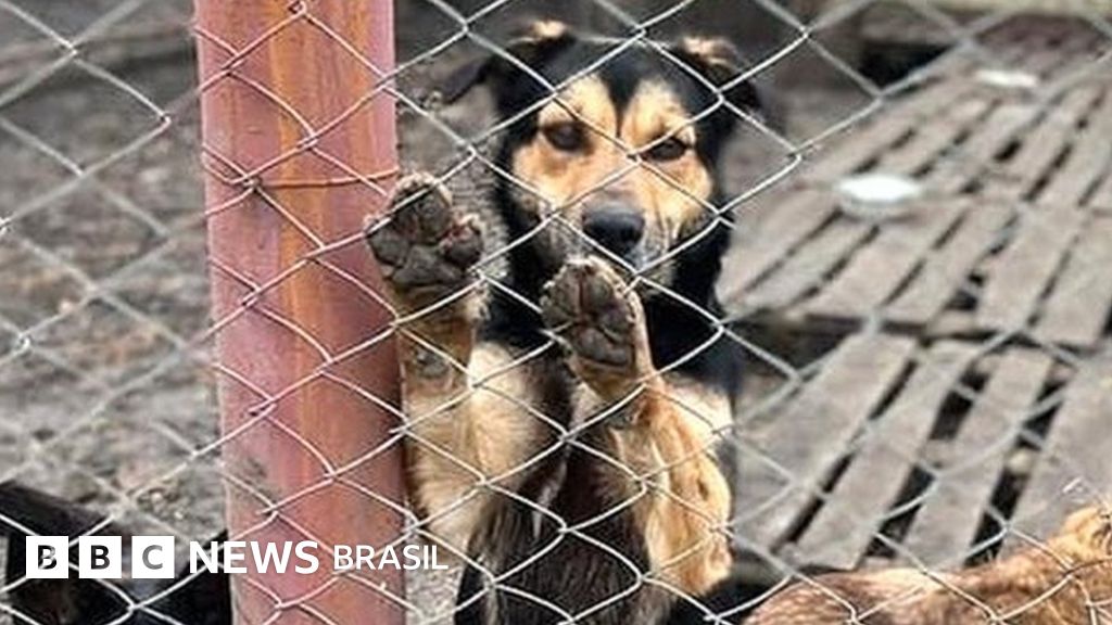 Como os animais estão sendo resgatados durante a guerra na Ucrânia