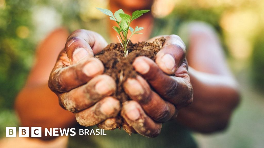 Comida do futuro: as plantas pouco conhecidas que podem nos alimentar em 2050