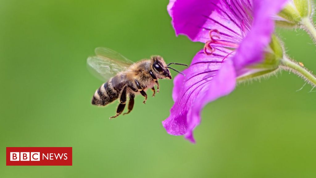 O que as abelhas podem ensinar aos economistas sobre o