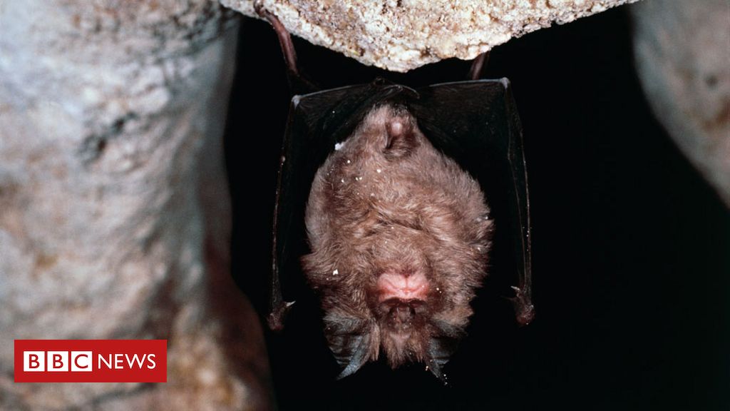 Por que os morcegos, considerados possível fonte do coronavírus ...