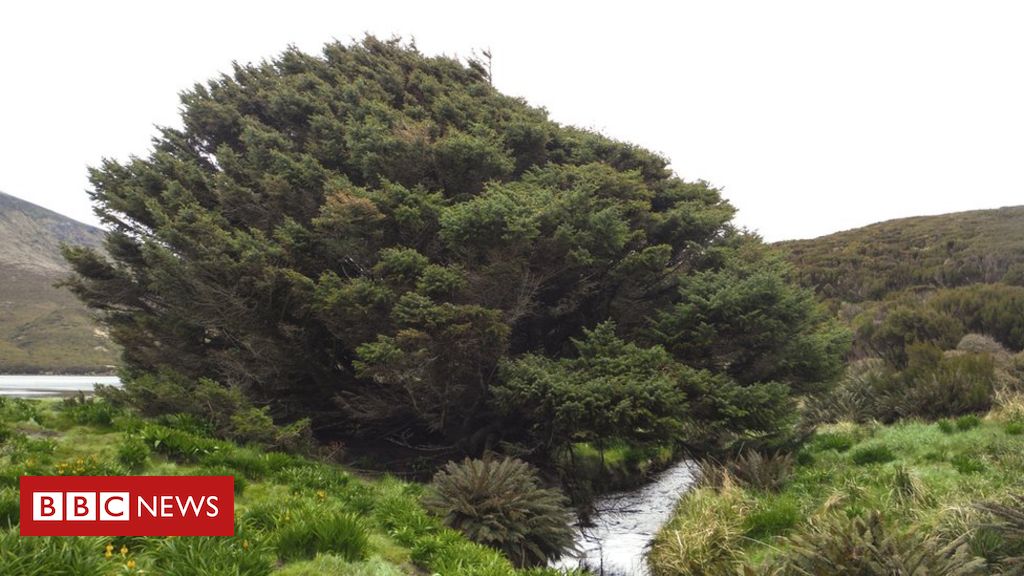 O que a árvore mais solitária da Terra pode revelar sobre a humanidade -  BBC News Brasil