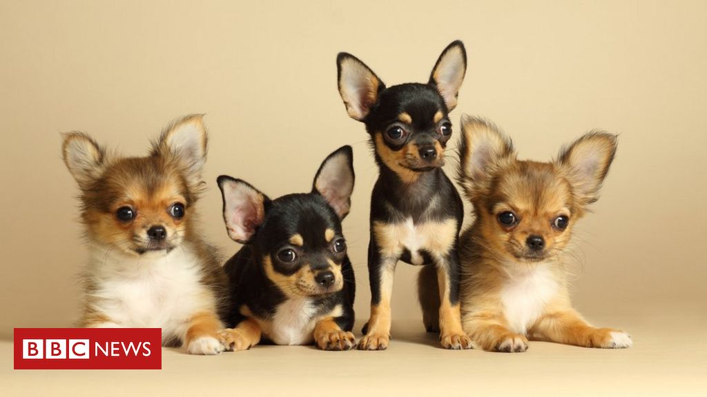 Qual a expectativa de vida de 19 raças de cães - BBC News Brasil