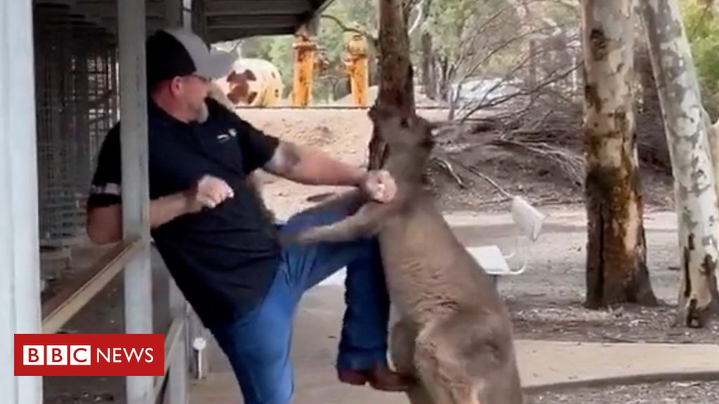 Canguru 'brigão' ataca turistas na Austrália; veja