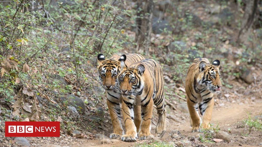 Homem Do Tigre Na Reserva Do Jogo Em África Do Sul Imagem de Stock