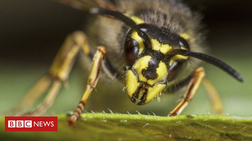 A razão pela qual amamos abelhas e odiamos marimbondos - BBC News Brasil