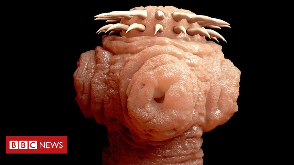bbc paraziták a főzés megöli e a parazitákat